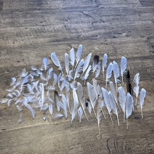 Large seagull feathers - large,