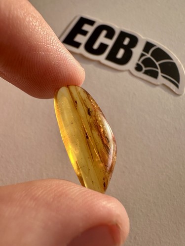 Baltic amber with mosquito - baltic,