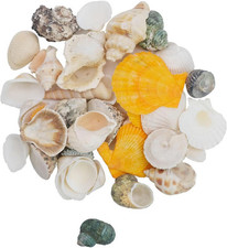 Mixed Shells Natural shell Seashells Beach Shell Wedding Display Craft Aquarium