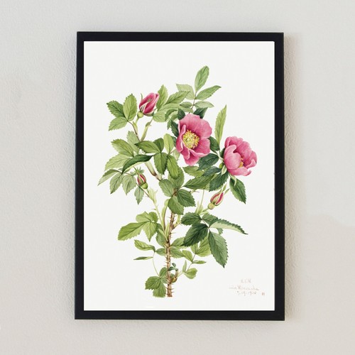 Vintage botanical flowers - vintage,