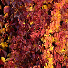 1 Parthenocissus Quinquefolia