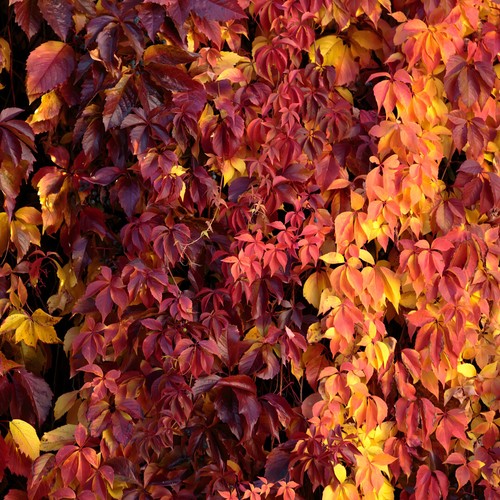 Parthenocissus quinquefolia - 1,