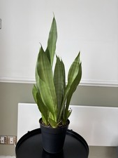 Pretty snake Plant 80 cm