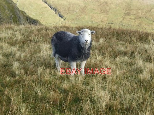 Photo herdwick sheep 2009 - sheep,