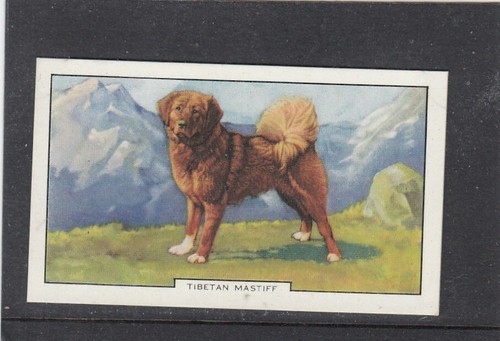 1938 gallaher dogs - 1938,