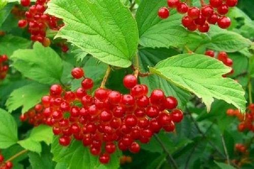 Guelder rose plant viburnum - guelder,