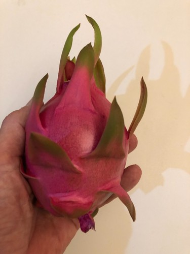 Self pollinating dragon - self, fruit