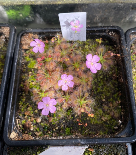 Drosera ericksoniae - , x