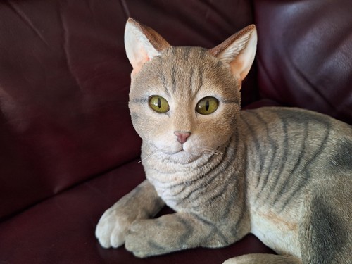 Large tabby cat - large, "country