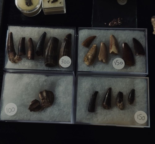 Lot dinosaur teeth - of,