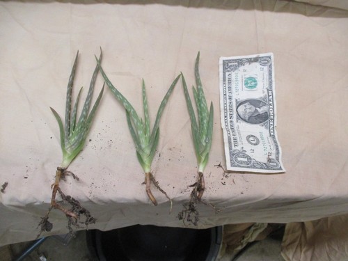 Aloe plants free shipping - 3,