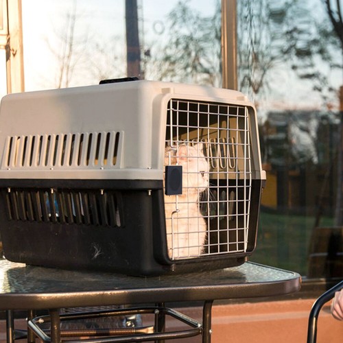 Cat travel cage portable air - -,