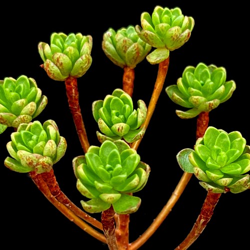 Aeonium sedifolium dwarf - aeonium,