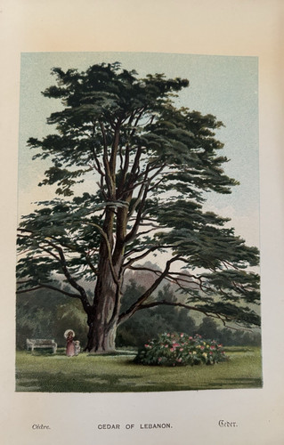 Antique print cedar lebanon - cedar, of