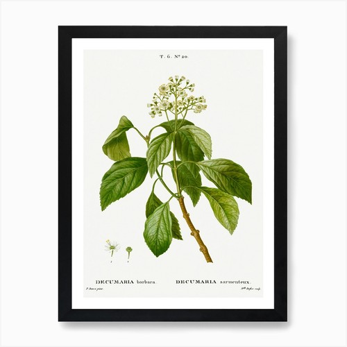 Climbing hydrangea pierre - climbing,