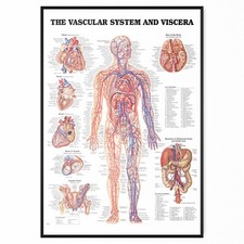 Human anatomy medical doctor - human,
