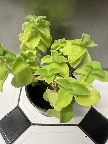 Spanish thyme broad leaf - spanish,