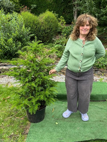 Yew hedging bush - ,