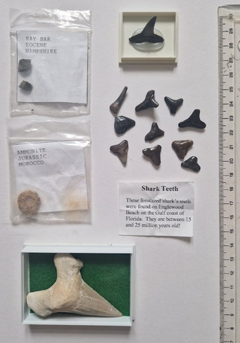 Fossilised shark teeth