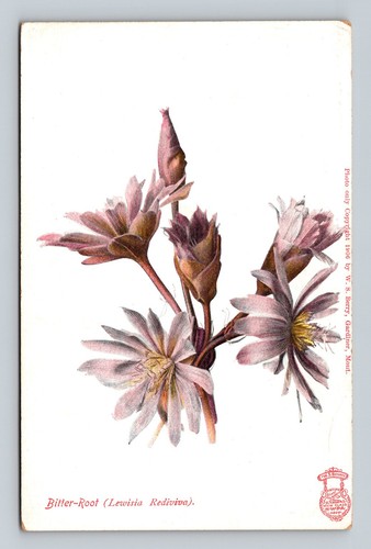 1906 bitter root - bitter-root, lewisia