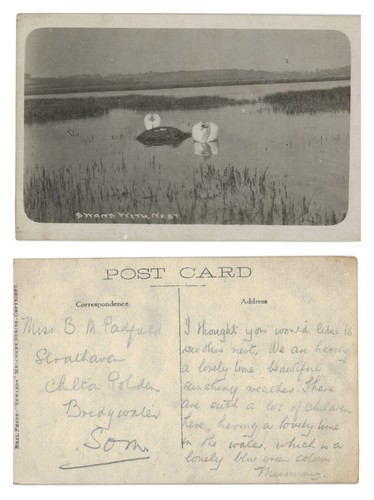 Vintage postcard swans with - postcard,