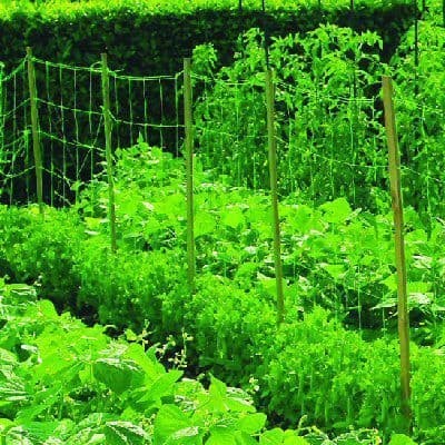 Bean and pea netting - and,