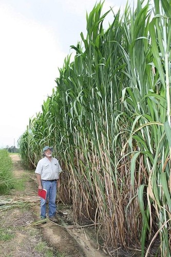 Elephant grass seeds tallest - seeds,