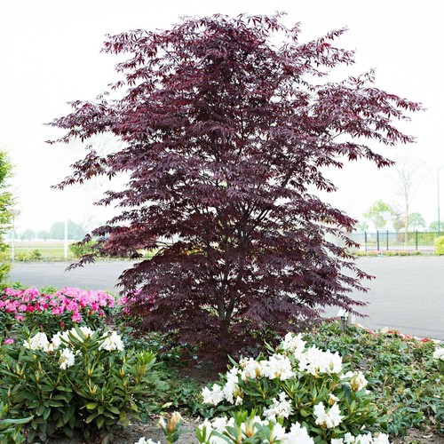 Acer palmatum black lace - palmatum,