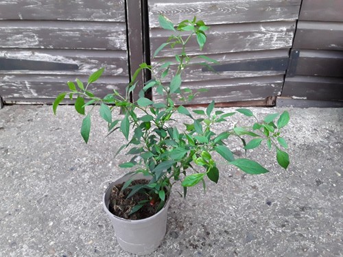 Fruiting apache chilli - 1,