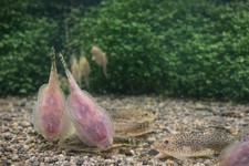 Hillstream loach chinese - loach, |