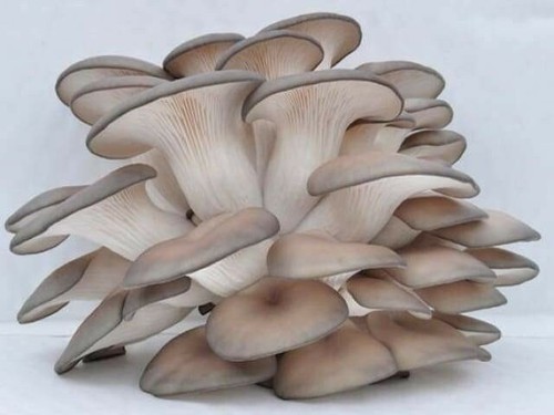 Blue grey oyster mushroom - oyster,