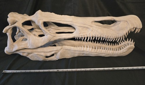 Baryonyx dinosaur skull - baryonyx,