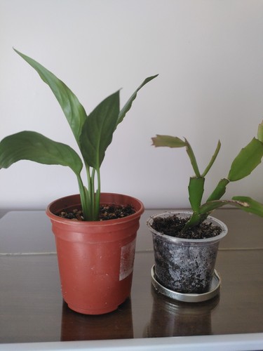 Peace lily pink christmas - lily, &