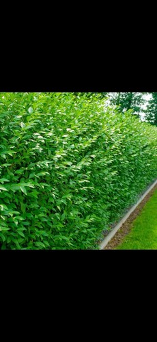 Green privet hedging - 50,