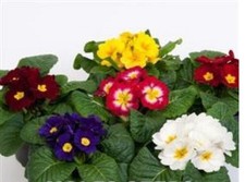PRIMROSE  PRIMULA   MEDIUM