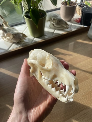Fox skull taxidermy gothic - taxidermy,