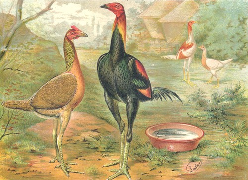 Birds cockfighting colour - birds., cockfighting.