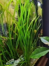 3 x Straight Vallis (Vallisneria Spiralis Straight)