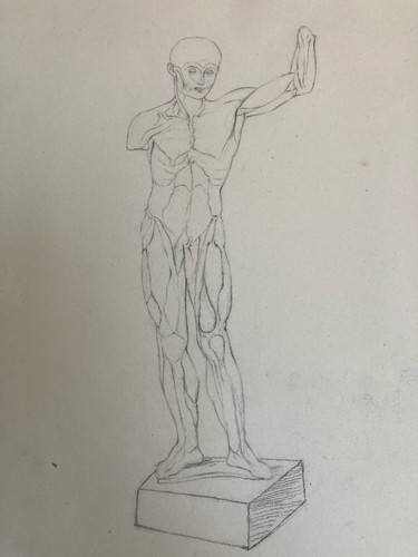 Anatomy drawing art ecorché - art,
