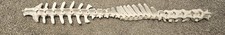 complete Sheep vertebrae spine