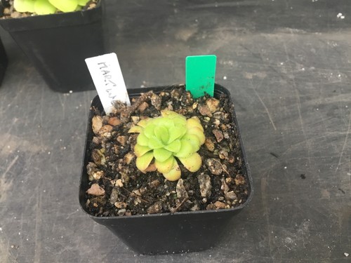 Pinguicula martinezii - pinguicula,