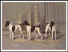 Smooth fox terrier - fox,