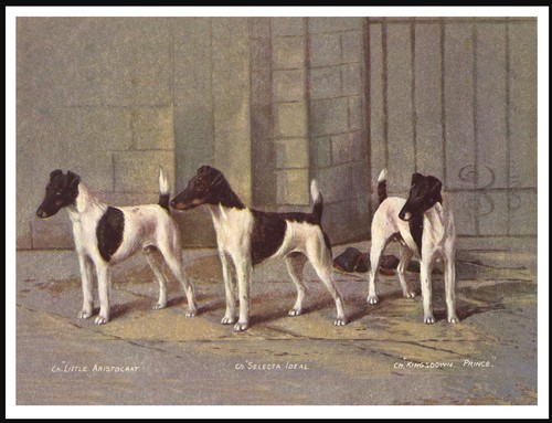 Smooth fox terrier named dogs - smooth,