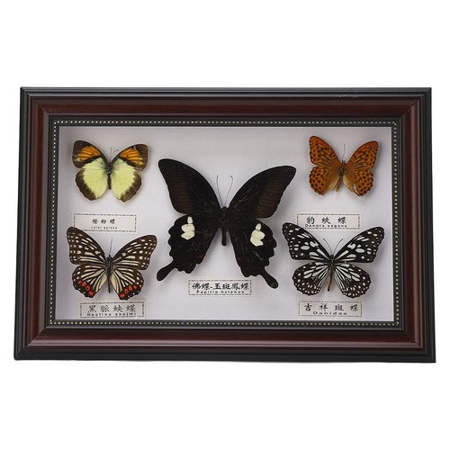 Real butterflies - (-jy21018-)real,