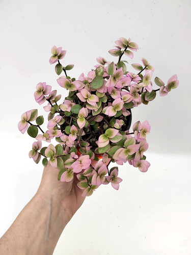 Rare callisia kribo - kribo, /