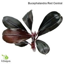 Bucephalandra 60 species Live