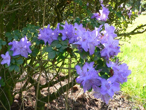 Rhododendron blue tit dwarf - tit,
