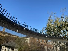 Trampoline Bird Spikes /