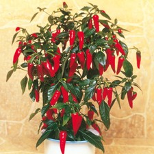 Apache hot chilli pepper seeds