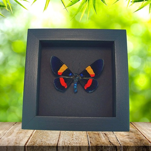 Milionia drucei real framed - milionia,